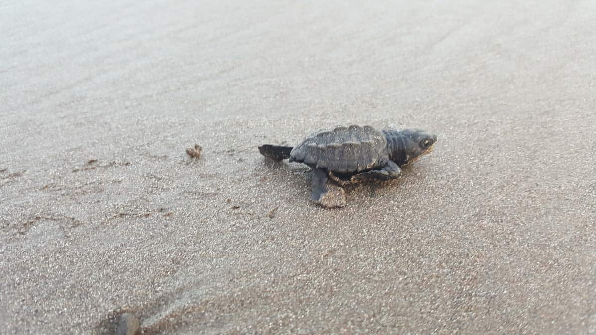 Salinas Grandes Turtle