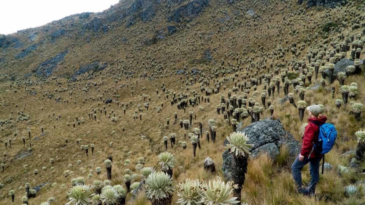 DSC00364 The Frailjones plants amongst the views across the Paramo de oceta