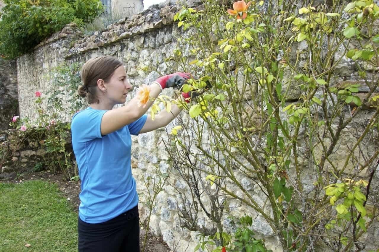 pruning roses - at helpexchange in Loire France Castle another way to get free accommodation in exchange for work