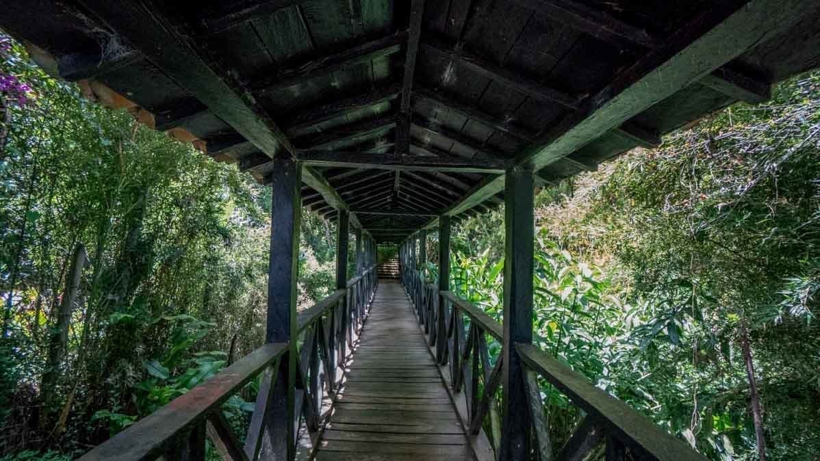 Bridge in the Botanical Gardens