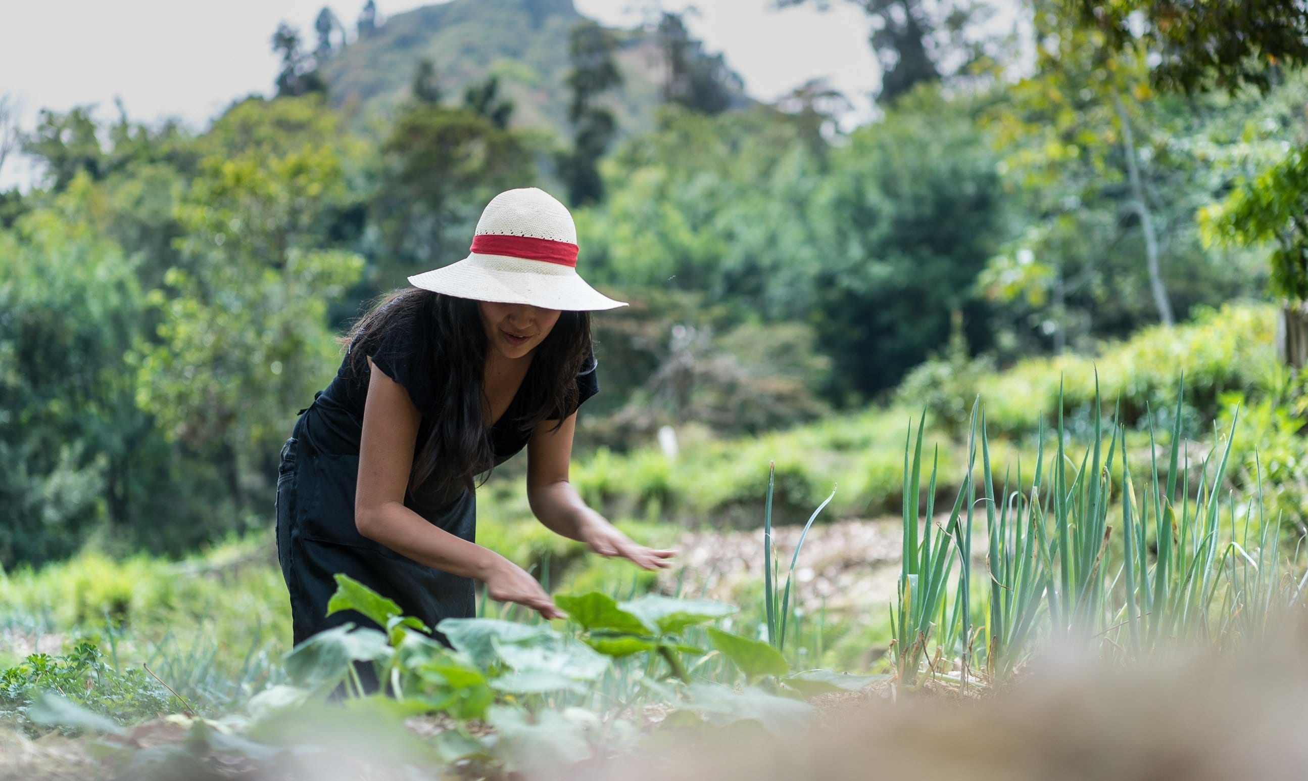 Life in Colombia - deditos verdes project - farming in colombia