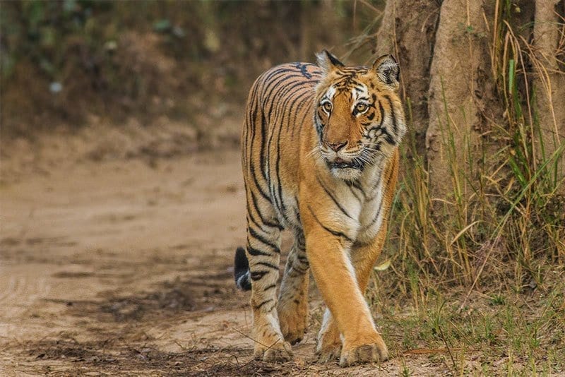 jim-corbett-national-park the bengal tiger in Jim Corbett national park - one of the best ecotourism examples in India