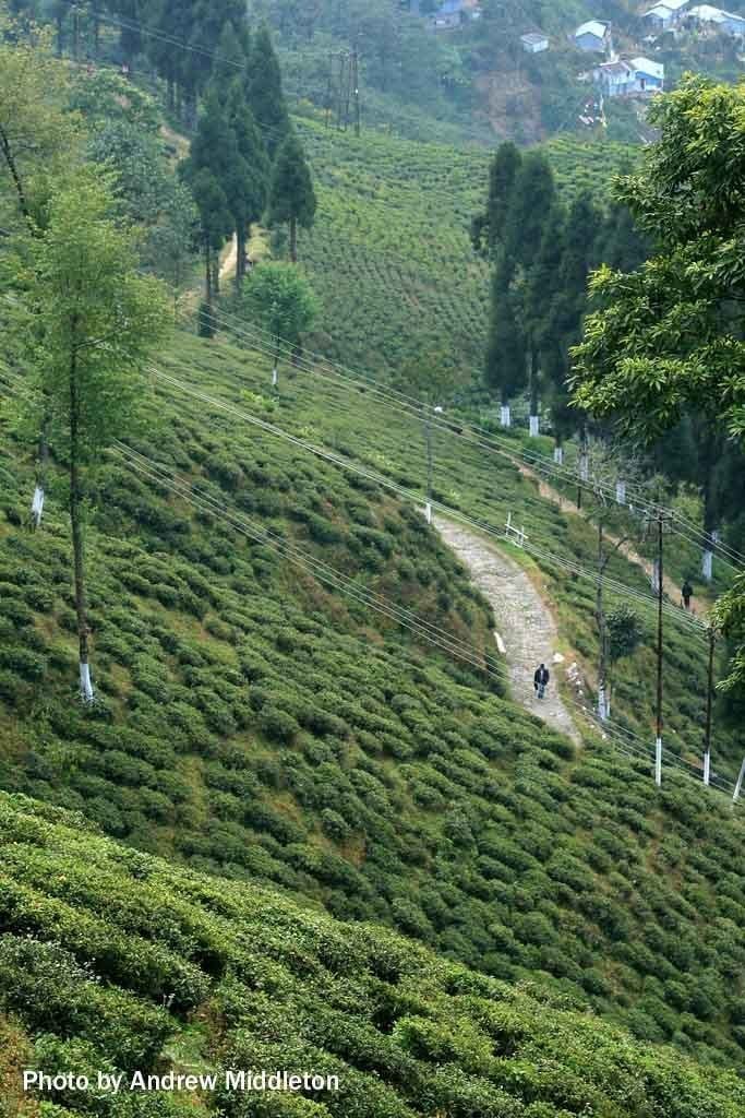 Andrew Middleton copy Picture of Darjeeling, West Bengal, India.